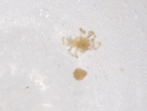  ( - CBG-A07465-D04)  @11 [ ] CreativeCommons - Attribution (2023) Centre for Biodiversity Genomics Centre for Biodiversity Genomics