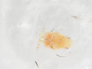  ( - CBG-A07851-C10)  @11 [ ] CreativeCommons - Attribution (2023) Centre for Biodiversity Genomics Centre for Biodiversity Genomics