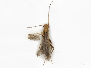  ( - CBG-A10786-H04)  @11 [ ] CreativeCommons - Attribution Share - Alike (2023) CBG Photography Group Centre for Biodiversity Genomics