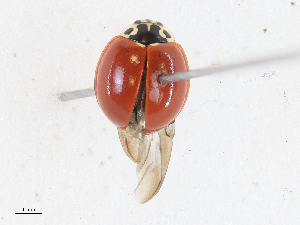  ( - CBG-A13294-C03)  @11 [ ] CreativeCommons - Attribution Share - Alike (2023) CBG Photography Group Centre for Biodiversity Genomics