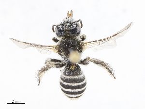  ( - CBG-A13337-H02)  @11 [ ] CreativeCommons - Attribution Share - Alike (2023) CBG Photography Group Centre for Biodiversity Genomics