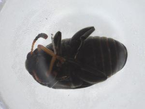  ( - CBG-A13907-G07)  @11 [ ] CreativeCommons - Attribution Share - Alike (2023) Centre for Biodiversity Genomics Centre for Biodiversity Genomics