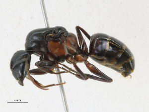  (Camponotus vicinus_dark_form - CBG-A14960-F09)  @11 [ ] CreativeCommons - Attribution Share-Alike (2023) CBG Photography Group Centre for Biodiversity Genomics
