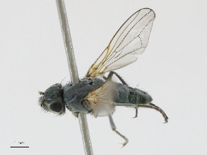  ( - CBG-A13341-C09)  @11 [ ] CreativeCommons - Attribution Share - Alike (2023) CBG Photography Group Centre for Biodiversity Genomics