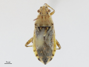  ( - CBG-A13341-G03)  @11 [ ] CreativeCommons - Attribution Share - Alike (2023) CBG Photography Group Centre for Biodiversity Genomics