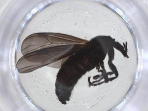  ( - CBG-A13646-F08)  @11 [ ] CreativeCommons - Attribution Share - Alike (2023) Centre for Biodiversity Genomics Centre for Biodiversity Genomics