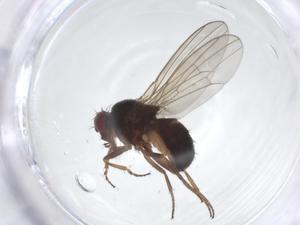 (Drosophila miranda - CBG-A14804-G12)  @11 [ ] CreativeCommons - Attribution Share - Alike (2023) Centre for Biodiversity Genomics Centre for Biodiversity Genomics