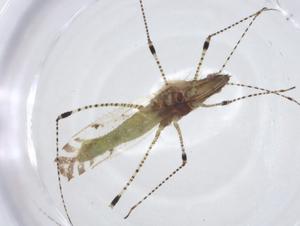  ( - CBG-A14808-F10)  @11 [ ] CreativeCommons - Attribution Share - Alike (2023) Centre for Biodiversity Genomics Centre for Biodiversity Genomics