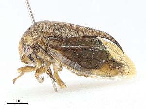  ( - CBG-A14989-G12)  @11 [ ] CreativeCommons - Attribution Share - Alike (2023) CBG Photography Group Centre for Biodiversity Genomics