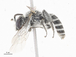  ( - CBG-A14991-H01)  @11 [ ] CreativeCommons - Attribution Share-Alike (2023) CBG Photography Group Centre for Biodiversity Genomics