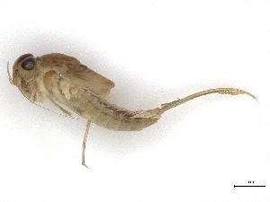  ( - CBG-A16663-H07)  @11 [ ] CreativeCommons - Attribution (2023) CBG Photography Group Centre for Biodiversity Genomics