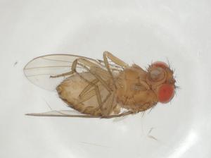 (Drosophila mojavensis - CBG-A20671-B07)  @11 [ ] CreativeCommons - Attribution Share - Alike (2023) Centre for Biodiversity Genomics Centre for Biodiversity Genomics