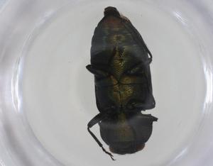  ( - CBG-A20685-B02)  @11 [ ] CreativeCommons - Attribution Share - Alike (2023) Centre for Biodiversity Genomics Centre for Biodiversity Genomics