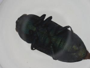  ( - CBG-A20685-B05)  @11 [ ] CreativeCommons - Attribution Share - Alike (2023) Centre for Biodiversity Genomics Centre for Biodiversity Genomics