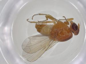  ( - CBG-A20707-C03)  @11 [ ] CreativeCommons - Attribution Share - Alike (2023) Centre for Biodiversity Genomics Centre for Biodiversity Genomics