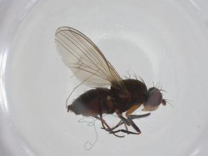  ( - CBG-A20743-C10)  @11 [ ] CreativeCommons - Attribution Share - Alike (2023) Centre for Biodiversity Genomics Centre for Biodiversity Genomics