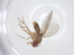  ( - CBG-A23038-G11)  @11 [ ] CreativeCommons - Attribution Share - Alike (2023) Centre for Biodiversity Genomics Centre for Biodiversity Genomics