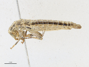  (Timematidae - CBG-A23273-E12)  @11 [ ] CreativeCommons - Attribution Share - Alike (2023) CBG Photography Group Centre for Biodiversity Genomics