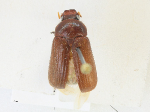  ( - CBG-A23276-G10)  @11 [ ] CreativeCommons - Attribution Share-Alike (2023) CBG Photography Group Centre for Biodiversity Genomics