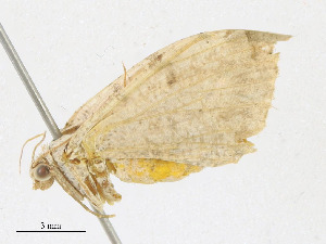  ( - CBG-A23287-B08)  @11 [ ] CreativeCommons - Attribution Share - Alike (2023) CBG Photography Group Centre for Biodiversity Genomics