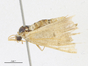  ( - CBG-A23287-B09)  @11 [ ] CreativeCommons - Attribution Share - Alike (2023) CBG Photography Group Centre for Biodiversity Genomics