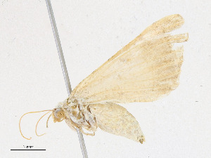  ( - CBG-A23288-G05)  @11 [ ] CreativeCommons - Attribution Share - Alike (2023) CBG Photography Group Centre for Biodiversity Genomics