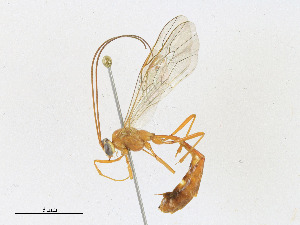 ( - CBG-A23427-B07)  @11 [ ] CreativeCommons - Attribution Share - Alike (2023) CBG Photography Group Centre for Biodiversity Genomics