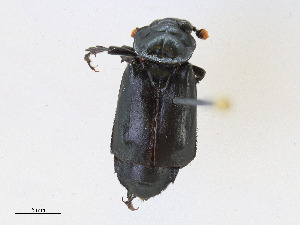  (Nicrophorinae - CBG-A24261-G10)  @11 [ ] CreativeCommons - Attribution Share - Alike (2023) CBG Photography Group Centre for Biodiversity Genomics