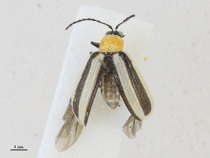  ( - CBG-A24268-D09)  @11 [ ] CreativeCommons - Attribution Share - Alike (2024) CBG Photography Group Centre for Biodiversity Genomics