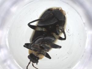  ( - CBG-A24414-B01)  @11 [ ] CreativeCommons - Attribution Share - Alike (2024) Centre for Biodiversity Genomics Centre for Biodiversity Genomics