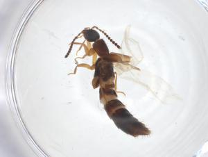  ( - CBG-A24705-H08)  @11 [ ] CreativeCommons - Attribution Share - Alike (2023) Centre for Biodiversity Genomics Centre for Biodiversity Genomics