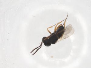  (Hadronotus radicularis - CBG-A26077-G03)  @11 [ ] CreativeCommons - Attribution Share - Alike (2024) Centre for Biodiversity Genomics Centre for Biodiversity Genomics