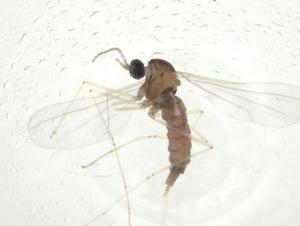  ( - CBG-A26087-E01)  @11 [ ] CreativeCommons - Attribution Share - Alike (2024) Centre for Biodiversity Genomics Centre for Biodiversity Genomics