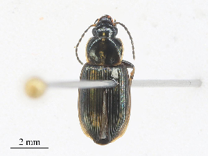  (Stenolophus limbalis - CBG-A27542-H01)  @11 [ ] CreativeCommons - Attribution Share - Alike (2024) CBG Photography Group Centre for Biodiversity Genomics