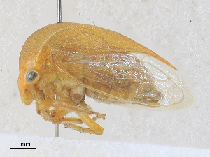  ( - CBG-A27543-D04)  @11 [ ] CreativeCommons - Attribution Share - Alike (2024) CBG Photography Group Centre for Biodiversity Genomics