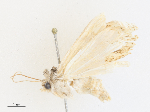  ( - CBG-A27546-D02)  @11 [ ] CreativeCommons - Attribution Share - Alike (2024) CBG Photography Group Centre for Biodiversity Genomics