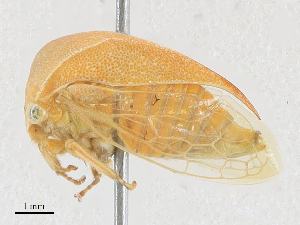  ( - CBG-A27547-E10)  @11 [ ] CreativeCommons - Attribution Share - Alike (2024) CBG Photography Group Centre for Biodiversity Genomics