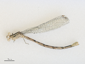  ( - CBG-A27548-G05)  @11 [ ] CreativeCommons - Attribution Share - Alike (2024) CBG Photography Group Centre for Biodiversity Genomics