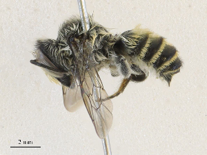  ( - CBG-A27549-B02)  @11 [ ] CreativeCommons - Attribution Share - Alike (2024) CBG Photography Group Centre for Biodiversity Genomics