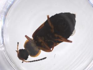  ( - CBG-A36278-F12)  @11 [ ] CreativeCommons - Attribution Share - Alike (2024) Centre for Biodiversity Genomics Centre for Biodiversity Genomics