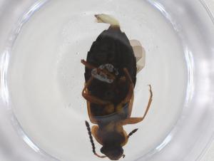  ( - CBG-A36279-C03)  @11 [ ] CreativeCommons - Attribution Share - Alike (2024) Centre for Biodiversity Genomics Centre for Biodiversity Genomics