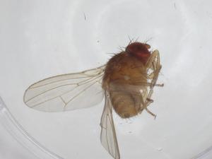  ( - CBG-A36280-A12)  @11 [ ] CreativeCommons - Attribution Share - Alike (2024) Centre for Biodiversity Genomics Centre for Biodiversity Genomics