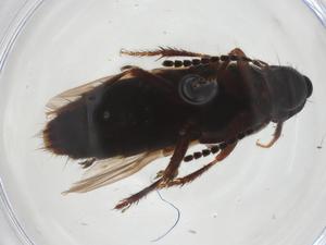  ( - CBG-A36291-H03)  @11 [ ] CreativeCommons - Attribution Share - Alike (2024) Centre for Biodiversity Genomics Centre for Biodiversity Genomics