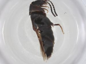  ( - CBG-A36292-B10)  @11 [ ] CreativeCommons - Attribution Share - Alike (2024) Centre for Biodiversity Genomics Centre for Biodiversity Genomics