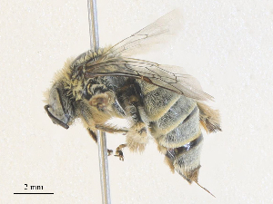  ( - CBG-A36798-H01)  @11 [ ] CreativeCommons - Attribution Share - Alike (2024) CBG Photography Group Centre for Biodiversity Genomics