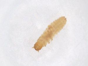  ( - CBG-A37830-A02)  @11 [ ] CreativeCommons - Attribution Share - Alike (2024) Centre for Biodiversity Genomics Centre for Biodiversity Genomics