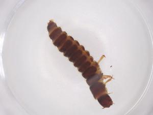  ( - CBG-A37830-A11)  @11 [ ] CreativeCommons - Attribution Share - Alike (2024) Centre for Biodiversity Genomics Centre for Biodiversity Genomics