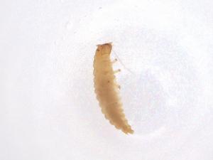  ( - CBG-A37830-B01)  @11 [ ] CreativeCommons - Attribution Share - Alike (2024) Centre for Biodiversity Genomics Centre for Biodiversity Genomics