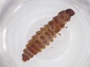  ( - CBG-A37830-B05)  @11 [ ] CreativeCommons - Attribution Share - Alike (2024) Centre for Biodiversity Genomics Centre for Biodiversity Genomics