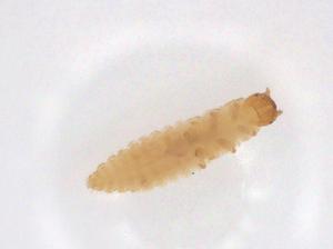  ( - CBG-A37830-C02)  @11 [ ] CreativeCommons - Attribution Share - Alike (2024) Centre for Biodiversity Genomics Centre for Biodiversity Genomics